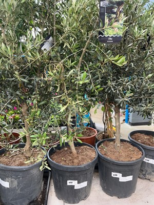 Lot 4197 - Olive tree
