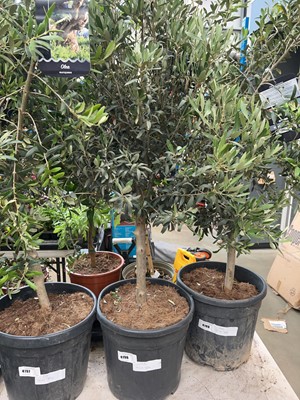 Lot 4198 - Olive tree