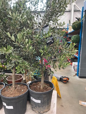 Lot 4199 - Olive tree