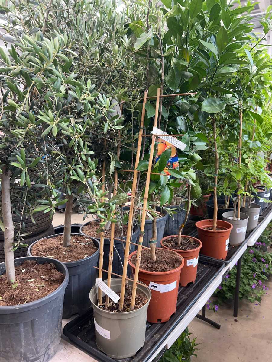 Lot 4200 - Fan trained Cox's Pippin apple tree
