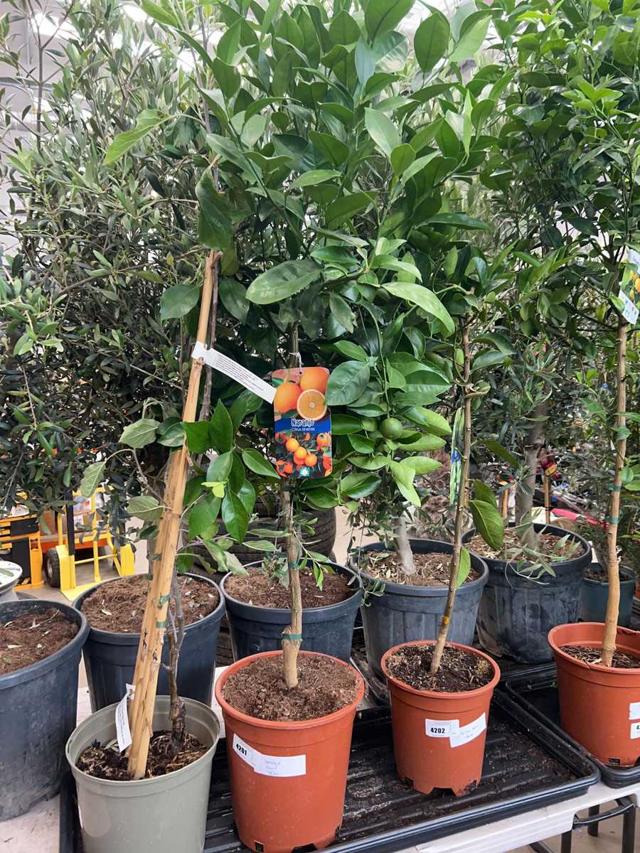Lot 4201 - Orange tree