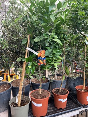 Lot 4201 - Orange tree
