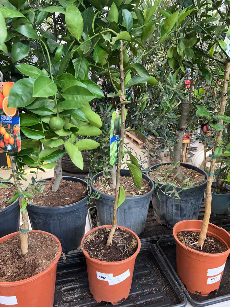 Lot 4202 - Lime tree