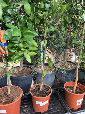 Lot 4202 - Lime tree
