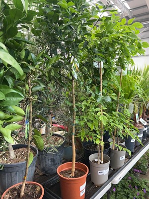 Lot 4203 - Lemon tree