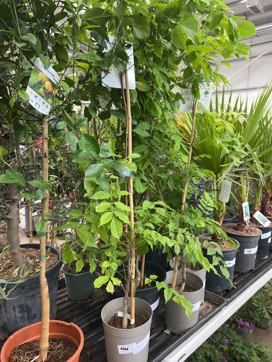 Lot 4204 - Wisteria