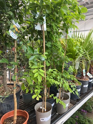Lot 4204 - Wisteria