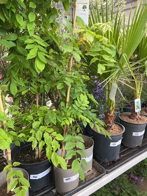 Lot 4205 - Wisteria