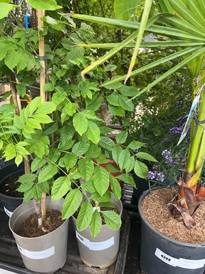 Lot 4206 - Wisteria