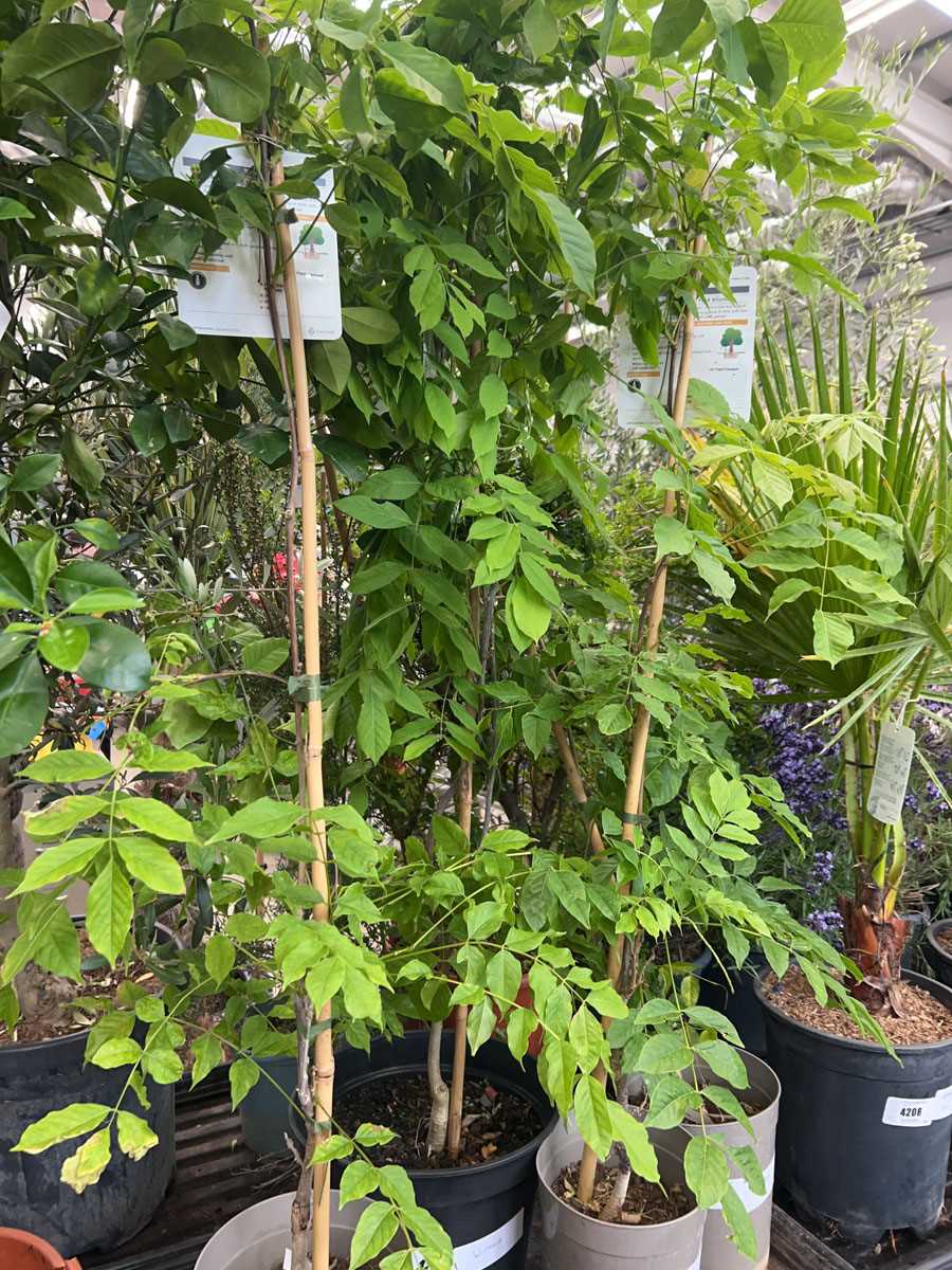 Lot 4207 - Wisteria