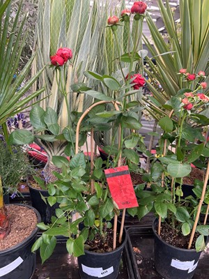 Lot 4213 - Caned rose tree