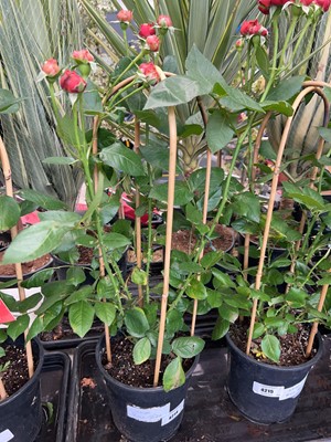 Lot 4214 - Caned rose tree