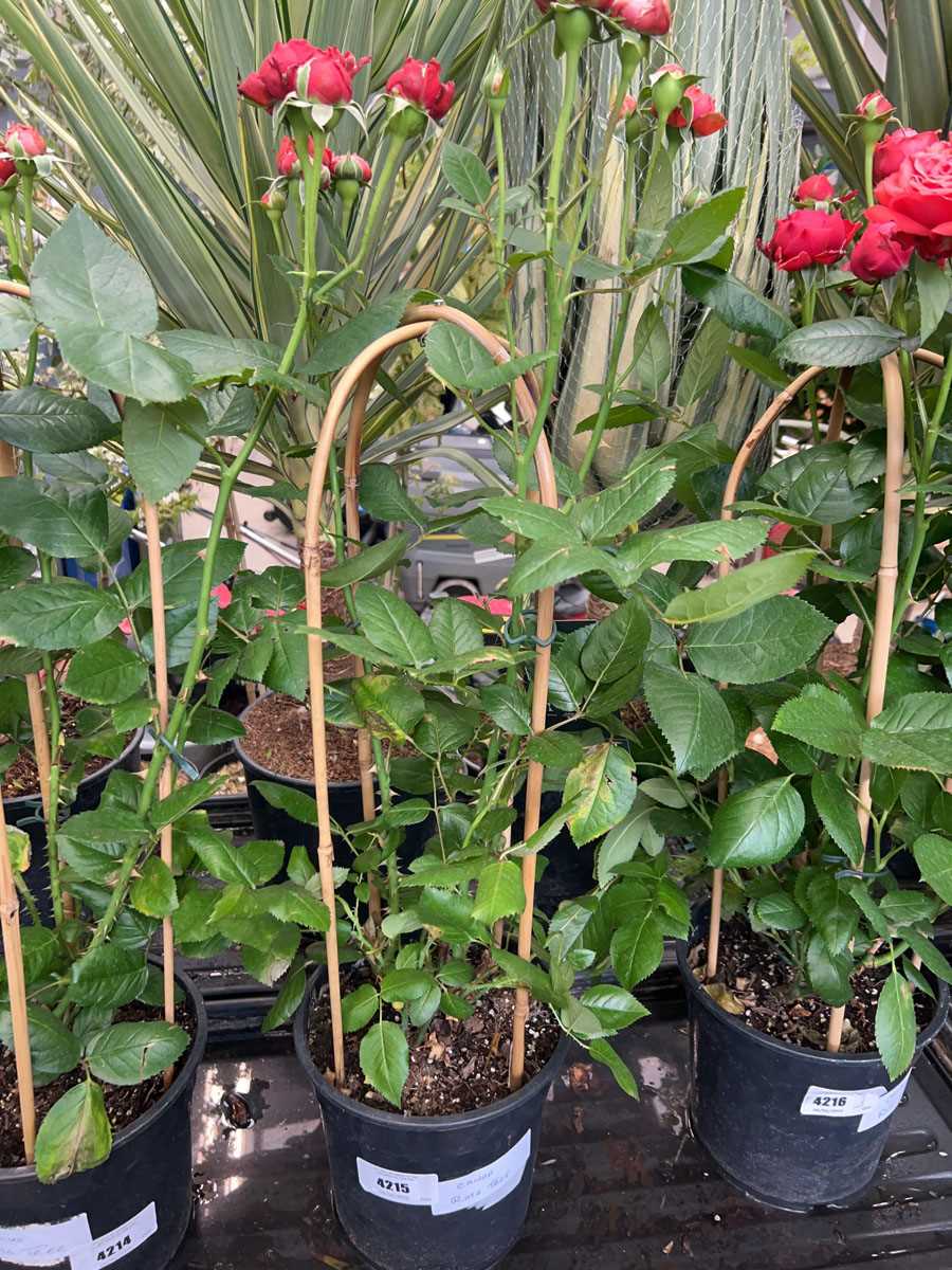 Lot 4215 - Caned rose tree