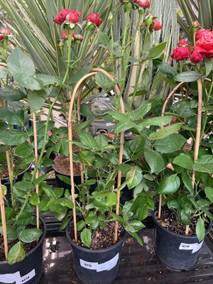 Lot 4215 - Caned rose tree
