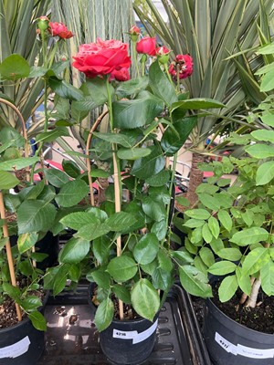 Lot 4216 - Caned rose tree