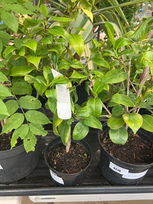 Lot 4218 - Camellia