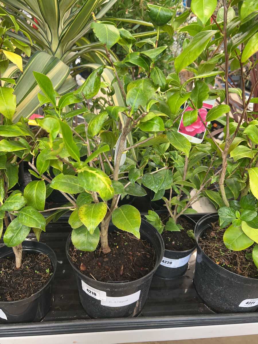 Lot 4219 - Camellia