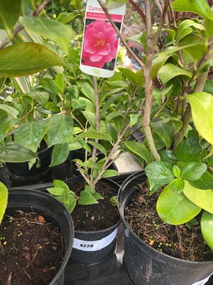 Lot 4220 - Camellia