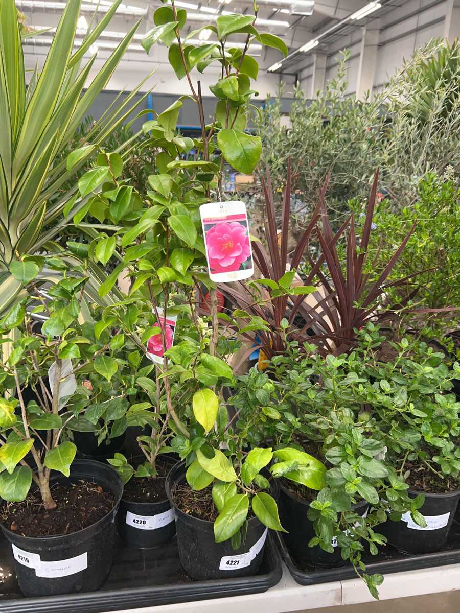 Lot 4221 - Camellia