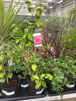 Lot 4221 - Camellia