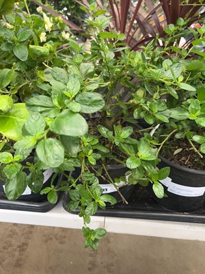 Lot 4222 - Ceanothus