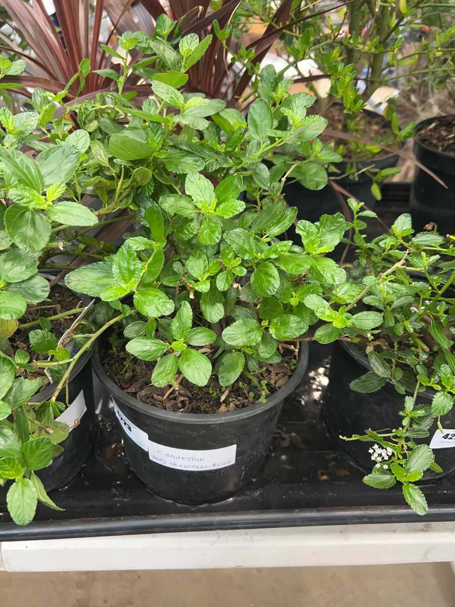 Lot 4223 - Ceanothus