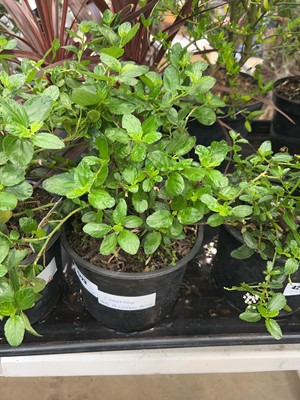 Lot 4223 - Ceanothus