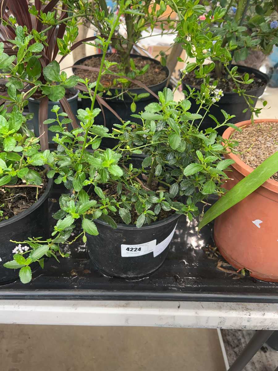 Lot 4224 - Ceanothus