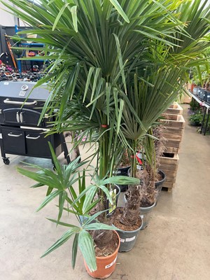 Lot 4226 - Trachycarpus palm