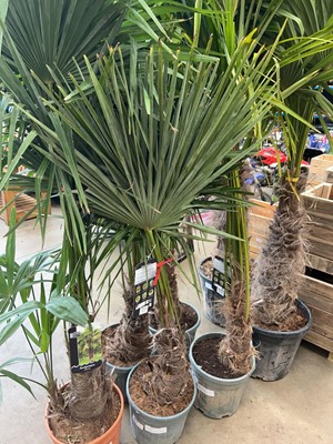 Lot 4227 - Trachycarpus palm