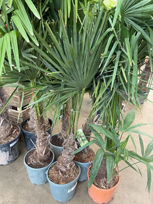 Lot 4228 - Trachycarpus palm