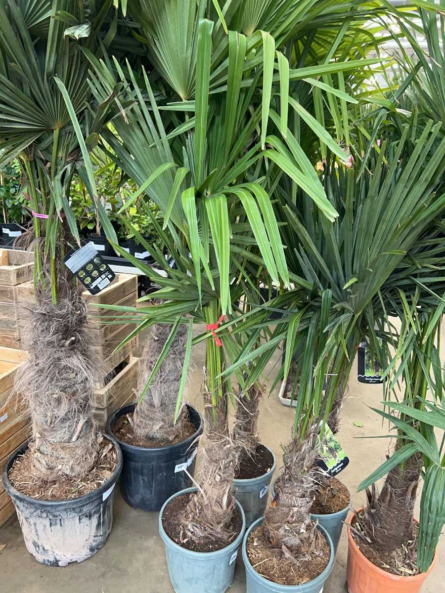 Lot 4229 - Trachycarpus palm