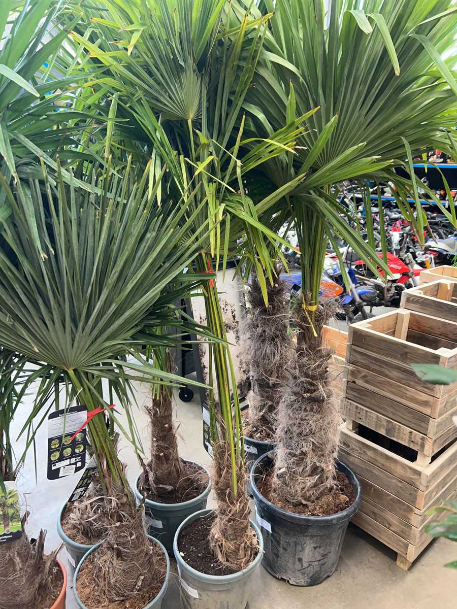 Lot 4230 - Trachycarpus palm