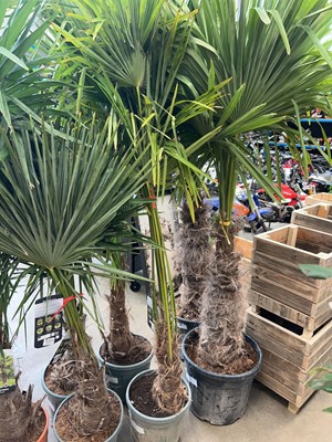 Lot 4230 - Trachycarpus palm