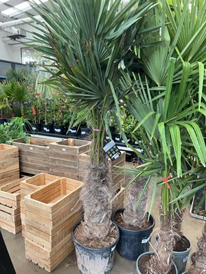 Lot 4231 - Extra large Trachycarpus palm