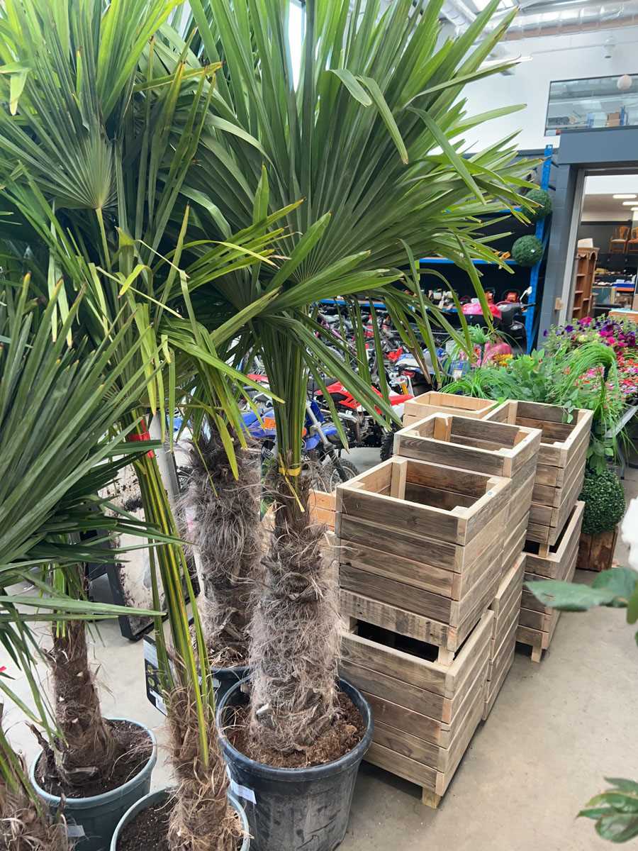 Lot 4232 - Extra large Trachycarpus palm