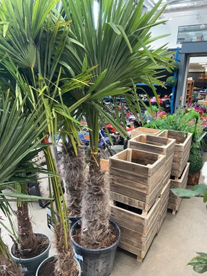 Lot 4232 - Extra large Trachycarpus palm
