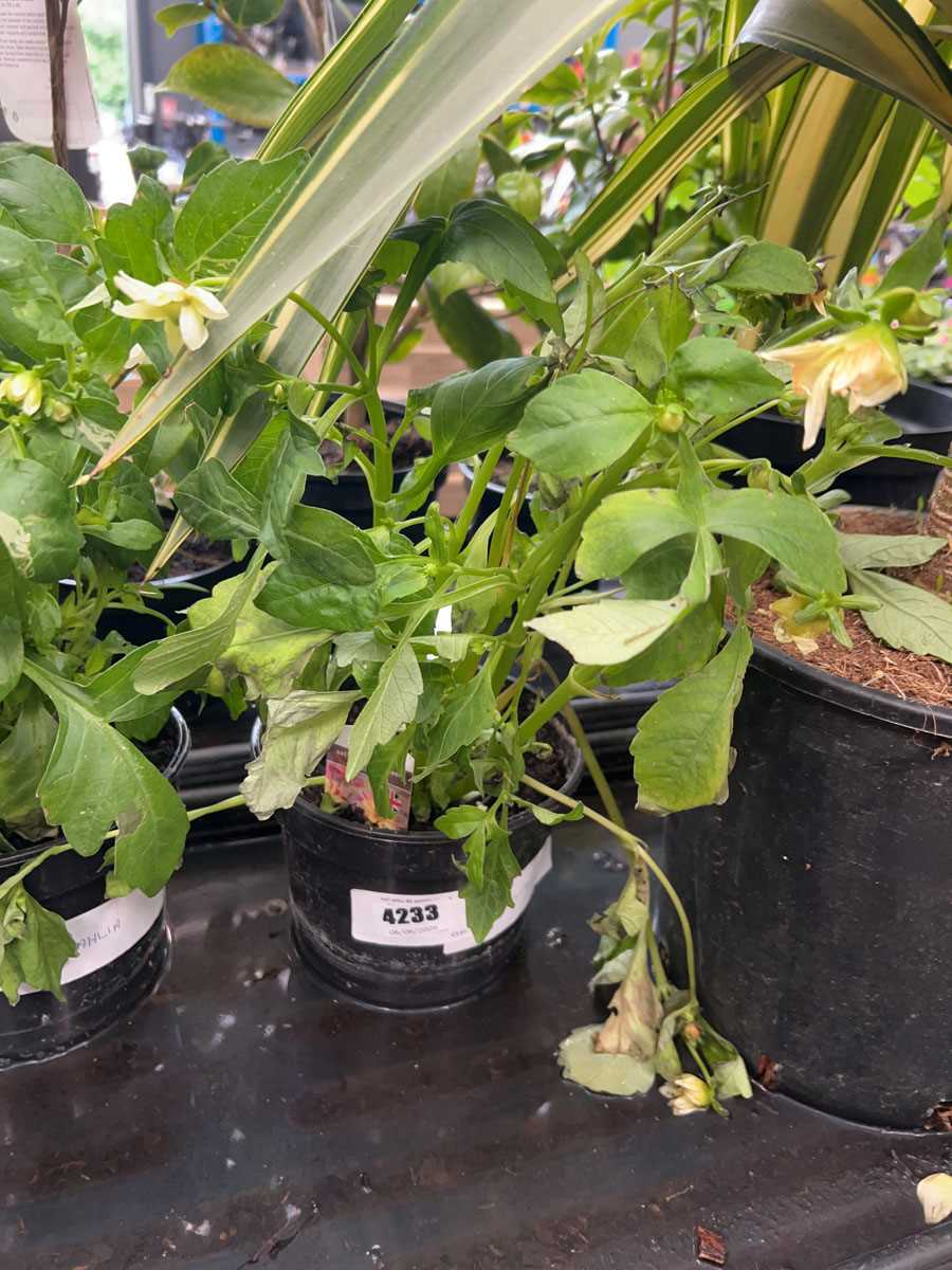 Lot 4233 - Dahlia
