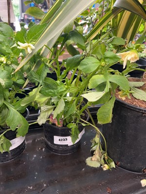 Lot 4233 - Dahlia