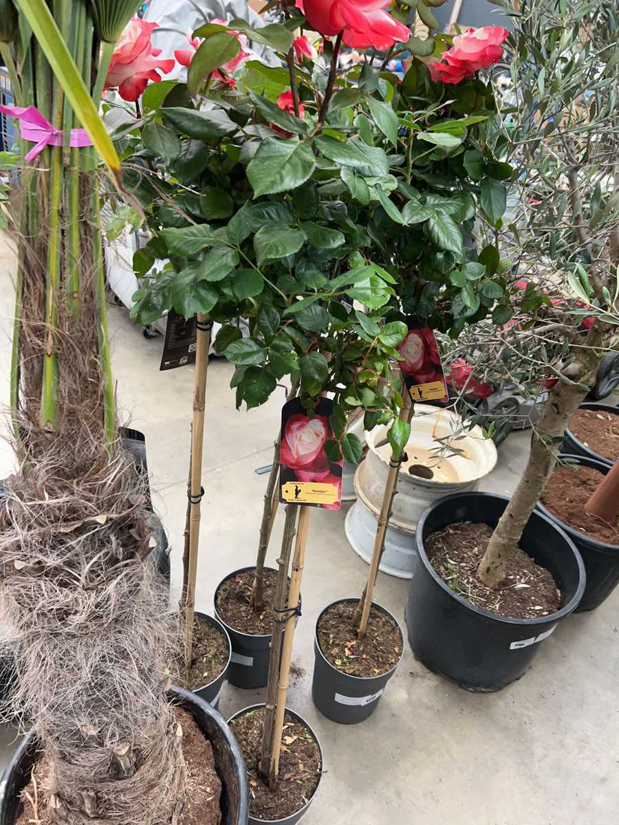 Lot 4234 - Caned Rose tree