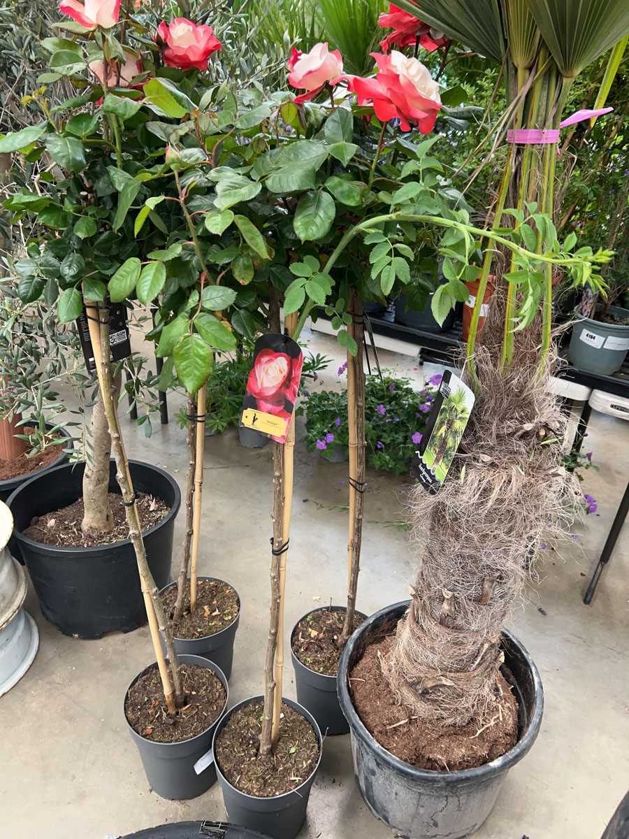 Lot 4235 - Caned Rose tree