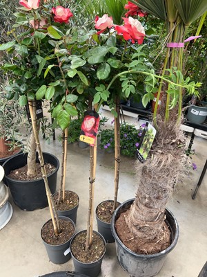 Lot 4235 - Caned Rose tree
