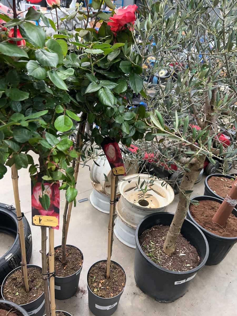 Lot 4236 - Caned Rose tree