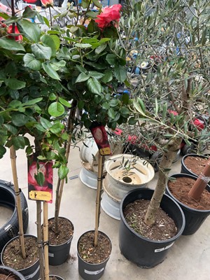 Lot 4236 - Caned Rose tree