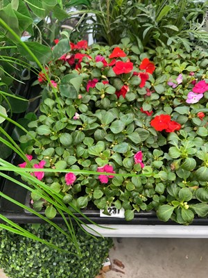 Lot 4237 - 2 trays of Busy Lizzies