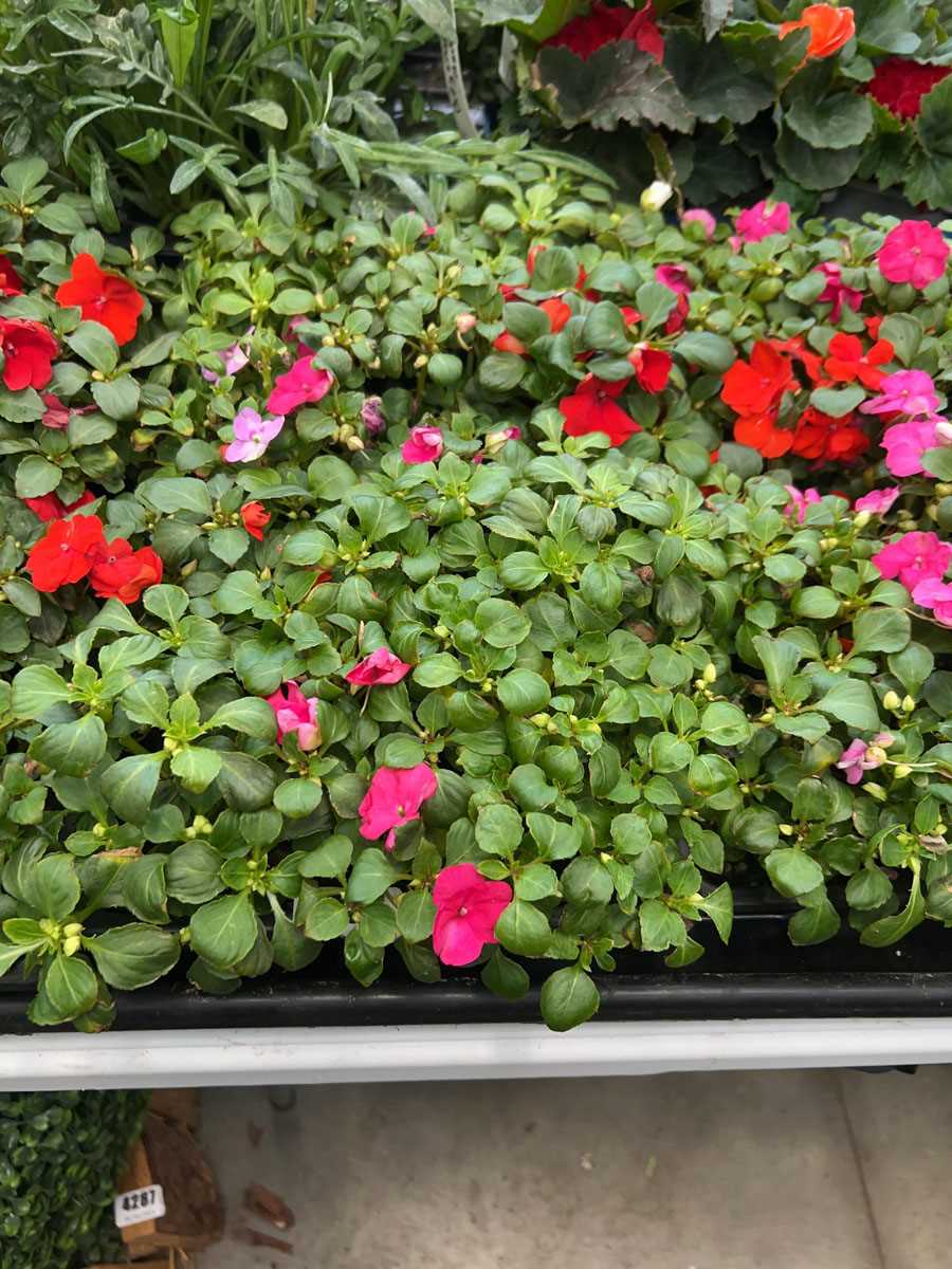 Lot 4238 - 2 trays of Busy Lizzies