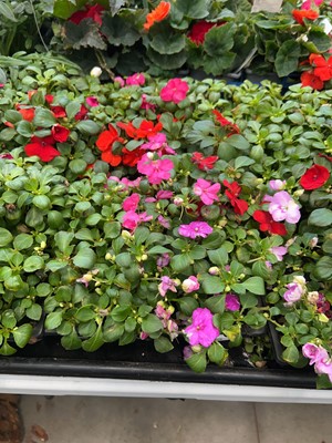 Lot 4239 - 2 trays of Busy Lizzies