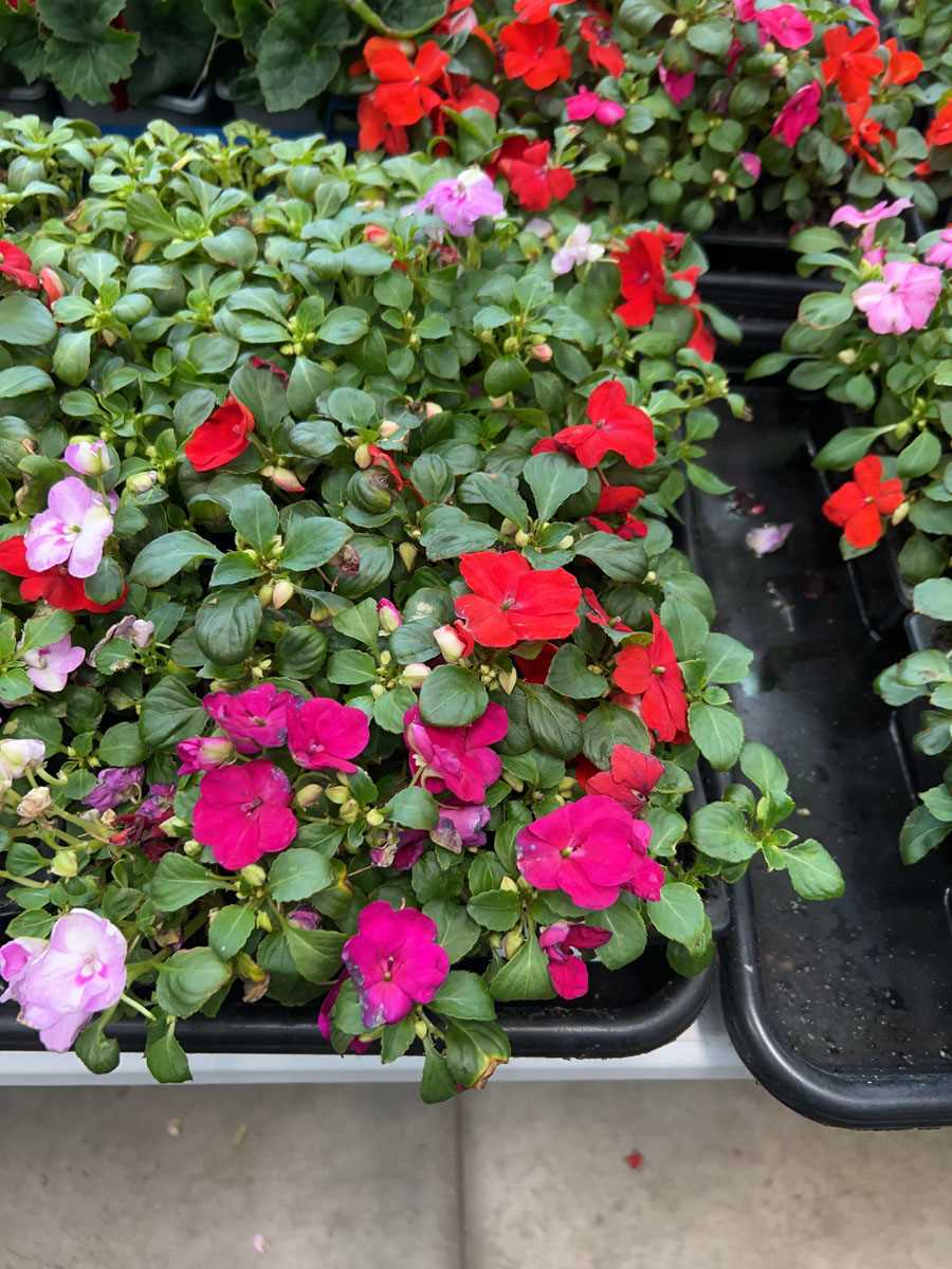 Lot 4240 - 2 trays of Busy Lizzies