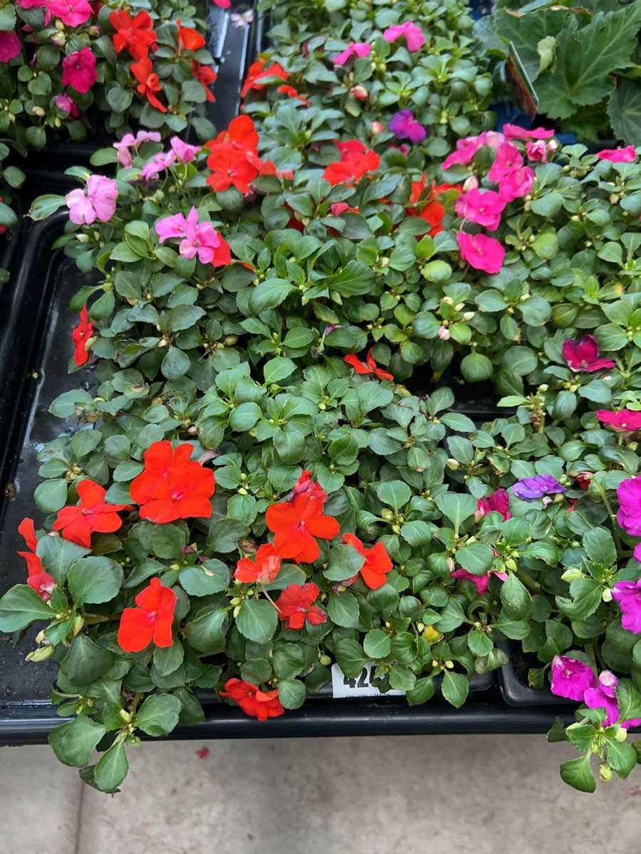 Lot 4241 - 2 trays of Busy Lizzies