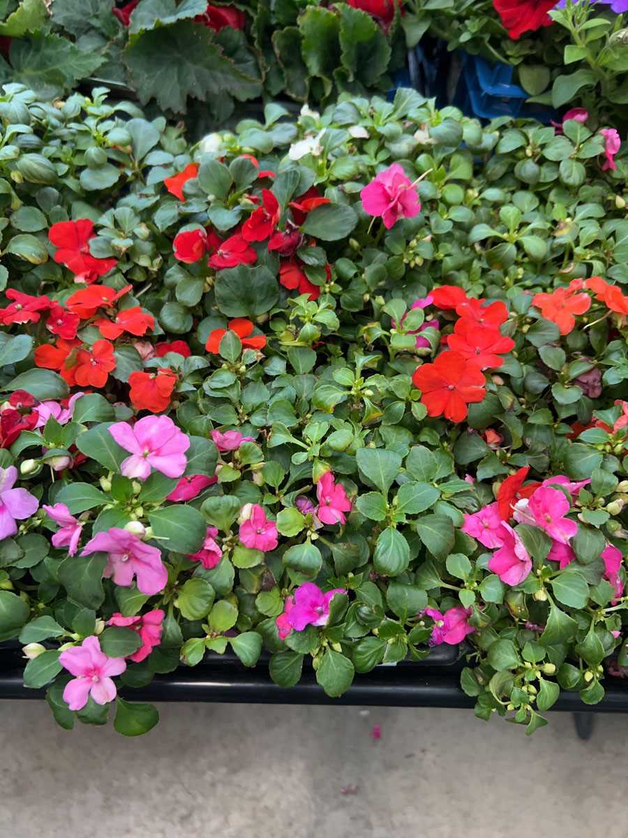 Lot 4243 - 2 trays of Busy Lizzies